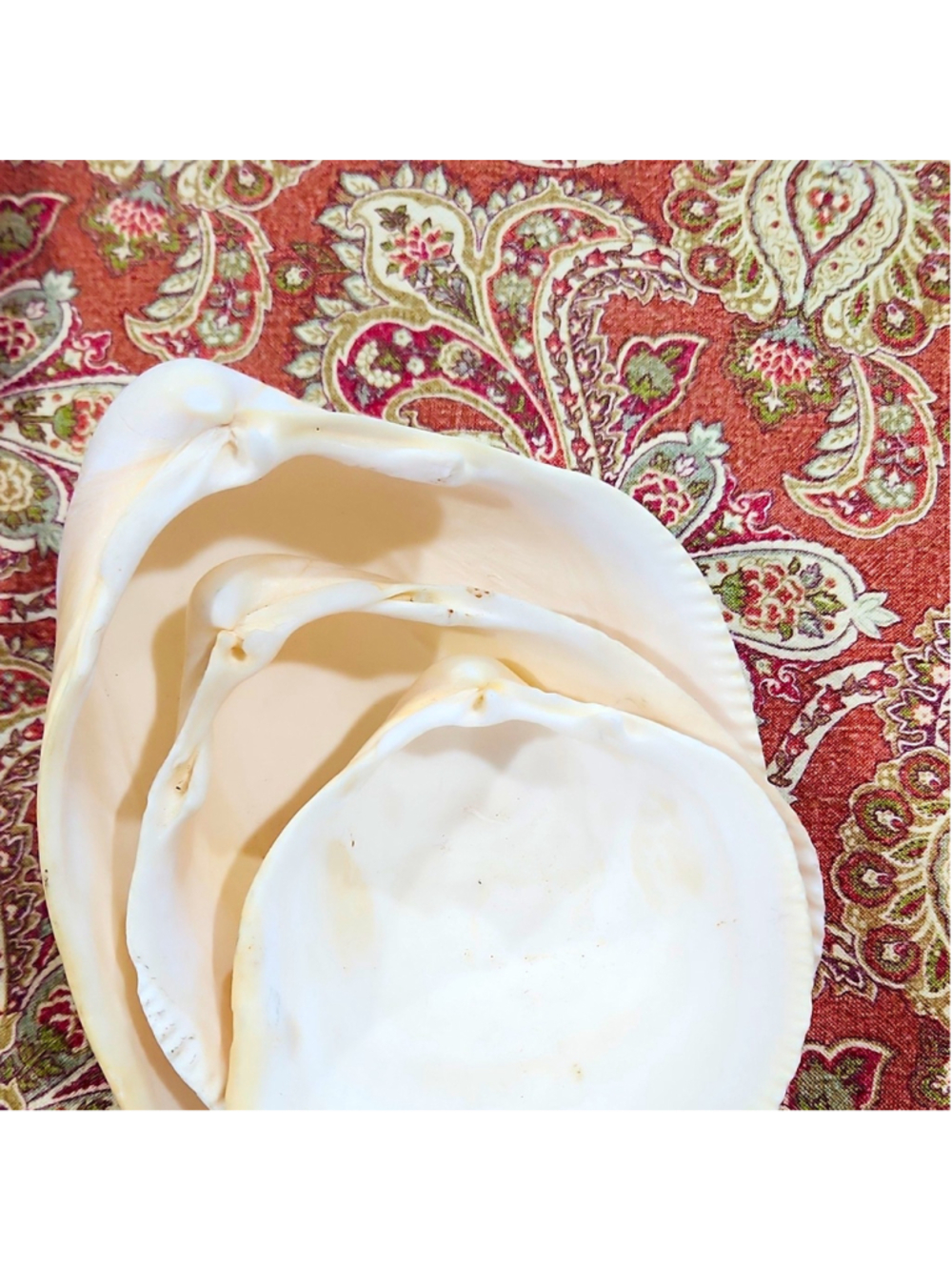 Set of Natural Giant Clam Shells/Coastal Beach Wedding Decor/Ring Dishes (5"–7")